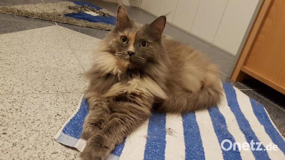 Main-Coon Lady &quot;Tiffy&quot; sorgt immer für tolle Momente. Bild: Nikolas Singer