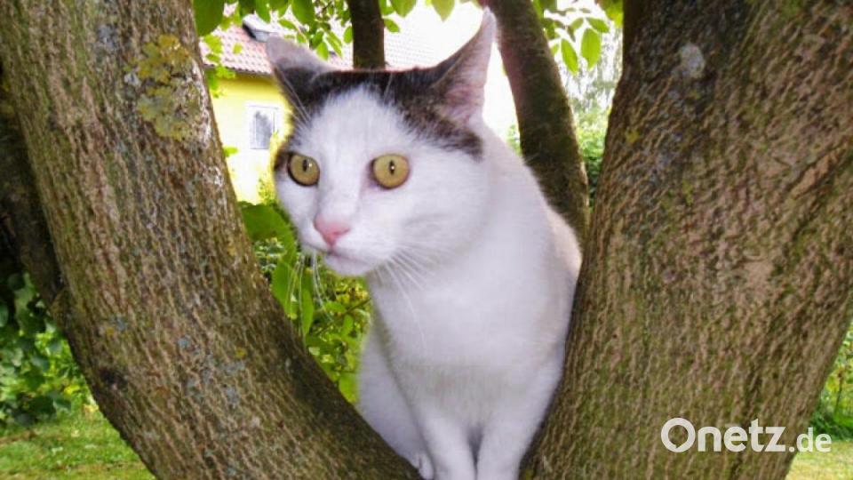 Mein Name ist Kater Felix. Ich bin 2012 vom Straßenkater aufgestiegen zum Chef des Hauses. Bild: Elfi Plötz