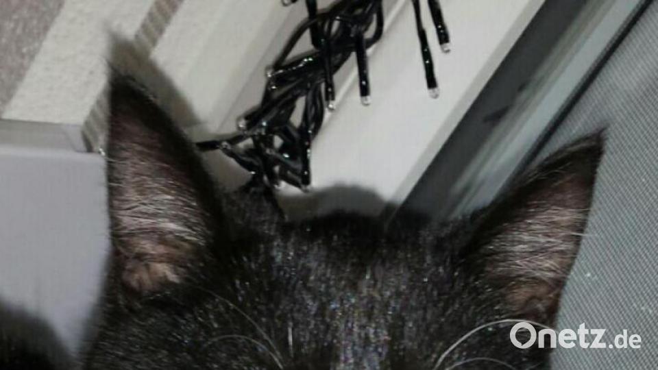 Katze Elli aus Vohenstrauß Bild: Evi Vater