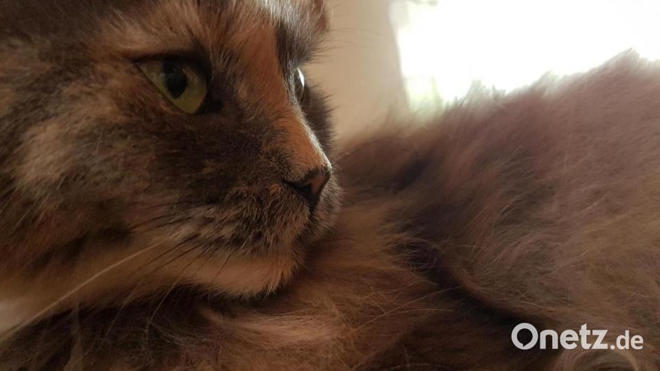 Main-Coon Lady &quot;Tiffy&quot; sorgt immer für tolle Momente. Bild: Nikolas Singer