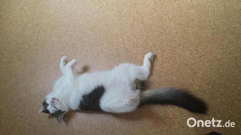 Katze Elli aus Vohenstrauß Bild: Evi Vater