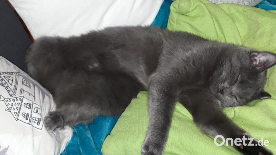 Zu meinen Katzen bin ich gekommen weil sie fast im Tierheim gelandet wären und das wollte ich unbedingt verhindern. Diesen Tag bereue ich nie. Mit meinem Fellknäueln, die ich nie mehr vermissen möchte, ist jeder Tag ein neues Erlebnis Bild: Donminik Pentner