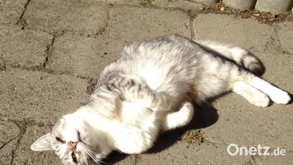 Vor 3 Jahren bin ich von Bayern nach Hessen gezogen und so kamen wir zu unserem über alles geliebtem Kater Maumau: Mieter ließen den armen Kerl kommentarlos zurück. Bild: Jutta Kamm