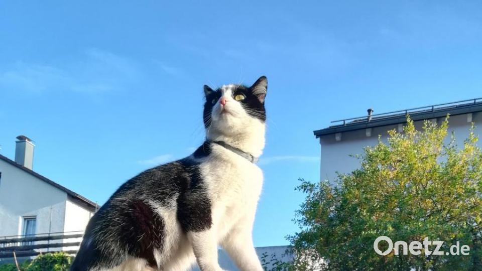 Mickie ist der schwarz-weiße Kater und Lilly die Tiger-Dame mit den weißen Pfötchen. Beide sind ganz liebe Fellnasen. Sie sind 2 Jahre alt und kommen aus dem Tierheim Schwandorf. Ein echter Glücksgriff. Wir sind sehr froh, sie zu haben, obwohl sie uns ganz schön auf Trab halten. Bild: Gaby Welzl
