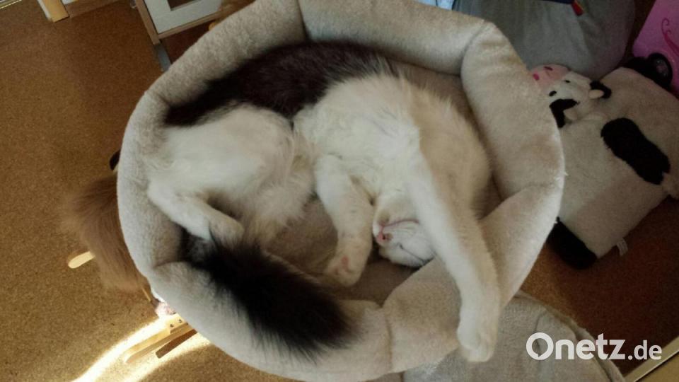 Katze Elli aus Vohenstrauß Bild: Evi Vater