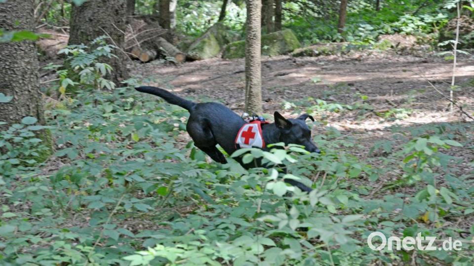 Wenn Rettungshunde einen Menschen suchen, bekommen sie eine Kenndecke. So weiß der Jäger, dass sie nicht wildern. Bild: Gabi Schönberger