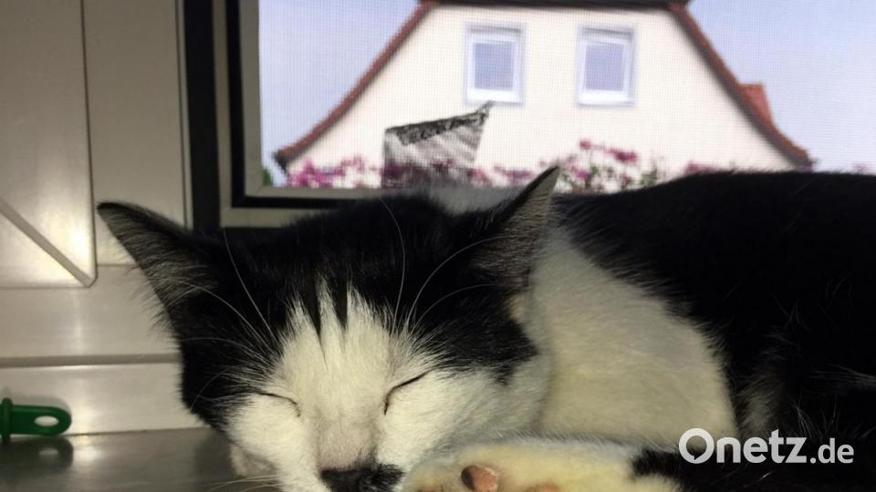 Weil die vorherige Katze zum Supervollmond gestorben ist, bekam die Nachfolgerin den namen Luna. Bild: Petra Sieder