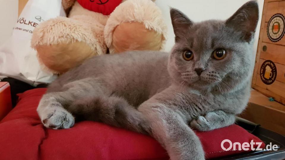 Britisch Kurzhaar Kater Obelix ist 5 Monate alt und ein wahnsinniger Kuschelkater Bild: Marion und Thomas Waschka