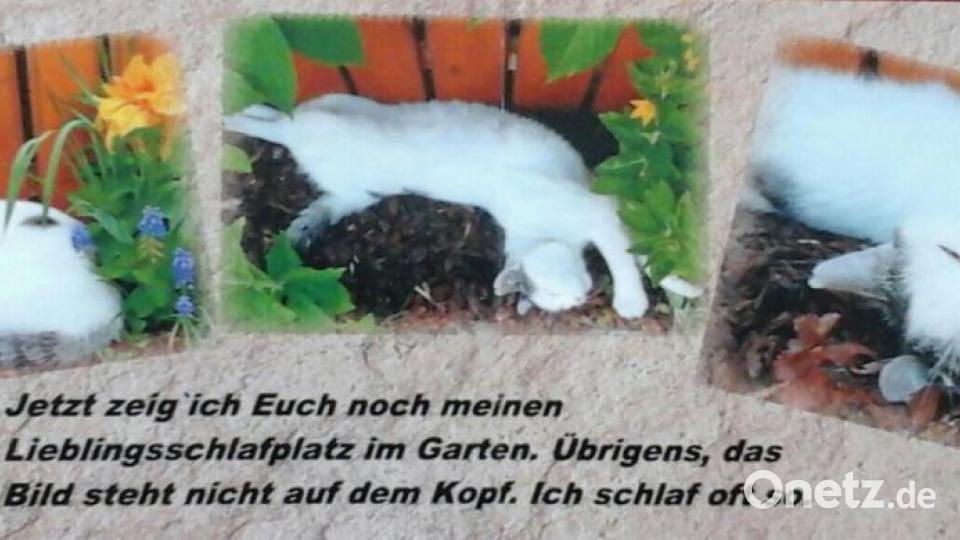 Mein Name ist Kater Felix. Ich bin 2012 vom Straßenkater aufgestiegen zum Chef des Hauses. Bild: Elfi Plötz