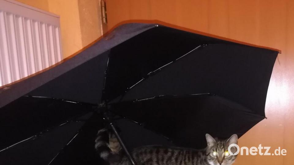 Mickie ist der schwarz-weiße Kater und Lilly die Tiger-Dame mit den weißen Pfötchen. Beide sind ganz liebe Fellnasen. Sie sind 2 Jahre alt und kommen aus dem Tierheim Schwandorf. Ein echter Glücksgriff. Wir sind sehr froh, sie zu haben, obwohl sie uns ganz schön auf Trab halten. Bild: Gaby Welzl