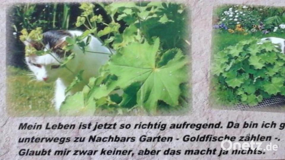 Mein Name ist Kater Felix. Ich bin 2012 vom Straßenkater aufgestiegen zum Chef des Hauses. Bild: Elfi Plötz
