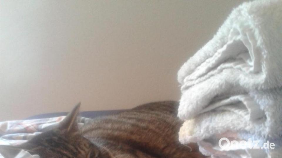 Kater Max erledigt einen Großteil der Hausarbeit - was ihn gelegentlich völlig erschöpft. Bild: Anita Pilhofer