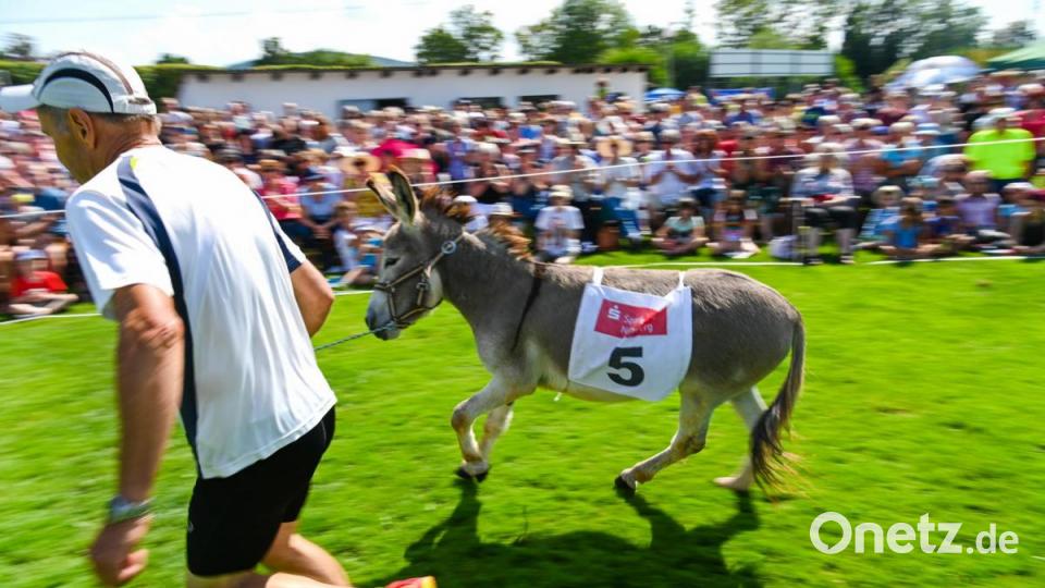 Rund 3000 Besucher haben sich bei strahlendem Sonnenschein das traditionelle Eselrennen beim diesjährigen Hersbrucker Altstadtfest angesehen. Bild: Nicolas Armer/dpa