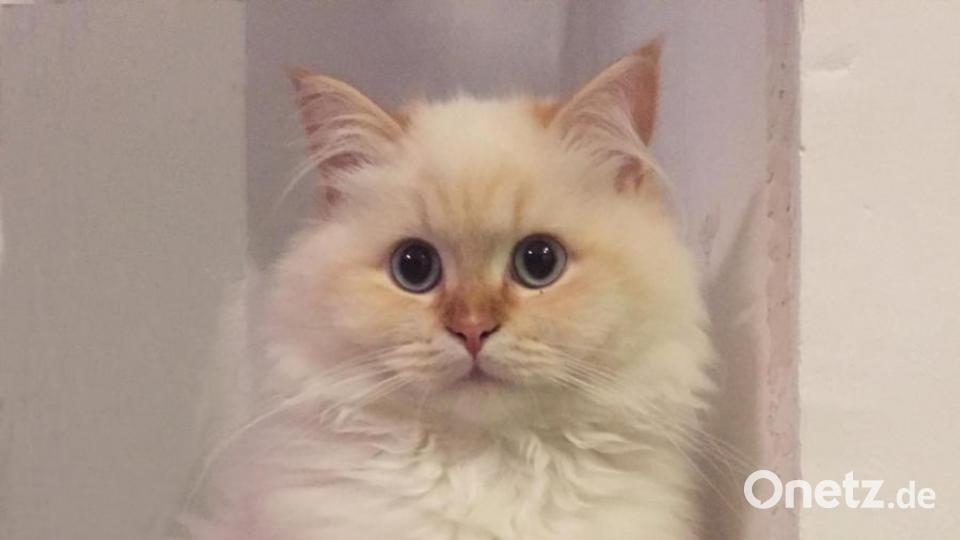 Louie ist eigentlich ein ganz normaler Kater - schleicht herum, schurrt, schmust, hängt rum und wird natürlich zum Tiger, wenn er eine Maus vermutet. Aber sobald er eine Kamera oder ein Handy sieht, dann geht er sofort in Pose. Bild: uax