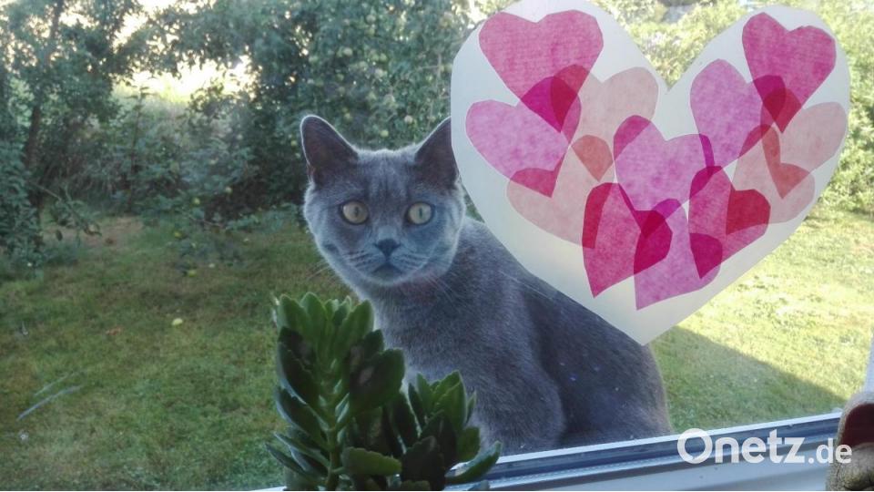 Ich bin Charlotte. Leider habe ich keine eigene Katze da ich allergisch bin. Jedoch freue ich mich jeden Tag, wenn Mila die süße Katze meines Nachbarn bei uns vorbeischaut. Auf dem Foto hat sie ganz neugierig zum Küchenfenster reingeschaut und hat mir und Mama beim Kochen zugeschaut. Bild: Charlotte März