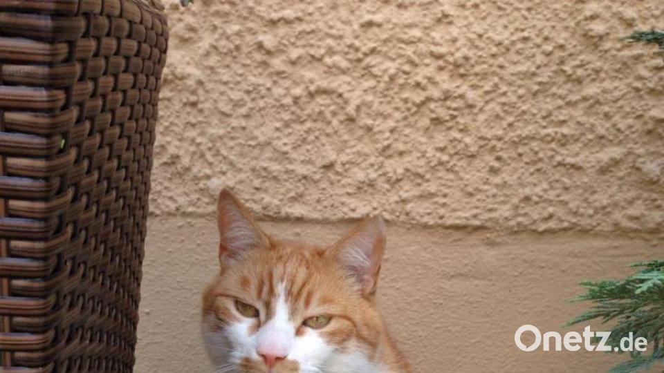 Peterle hält sein Nickerchen oft an den ungewöhnlichsten Orten. Ob im Waschbecken, in der Spüle oder auch im Puppenbett. Wir haben Peterle vor 8 Jahren von einem Bauernhof geholt und seitdem ist er der Liebling der ganzen Familie. Bild: Mario Donat