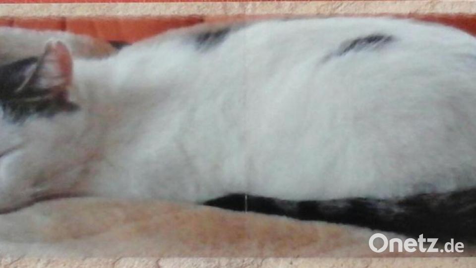 Mein Name ist Kater Felix. Ich bin 2012 vom Straßenkater aufgestiegen zum Chef des Hauses. Bild: Elfi Plötz