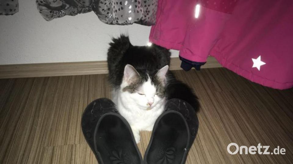 Katze Elli aus Vohenstrauß Bild: Evi Vater