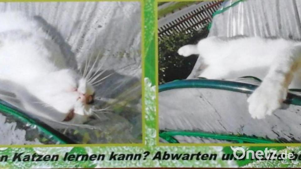 Mein Name ist Kater Felix. Ich bin 2012 vom Straßenkater aufgestiegen zum Chef des Hauses. Bild: Elfi Plötz