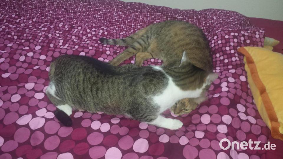 Unser weiß-grau getigerter Kater Teddy war nach dem Tod seines Bruders Tiger sehr unglücklich. Durch die Tierschutzorganisation &quot;Schutzengel für alle Felle&quot; konnten wir eine neue Freundin für ihn finden und die beiden sind nun ein Herz und eine Seele. Bild: Inge Schulz