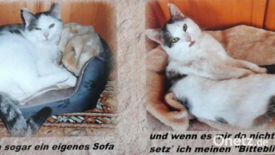 Mein Name ist Kater Felix. Ich bin 2012 vom Straßenkater aufgestiegen zum Chef des Hauses. Bild: Elfi Plötz