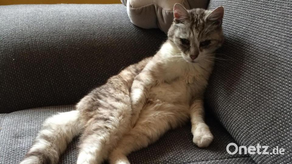 Vor 3 Jahren bin ich von Bayern nach Hessen gezogen und so kamen wir zu unserem über alles geliebtem Kater Maumau: Mieter ließen den armen Kerl kommentarlos zurück. Bild: Jutta Kamm