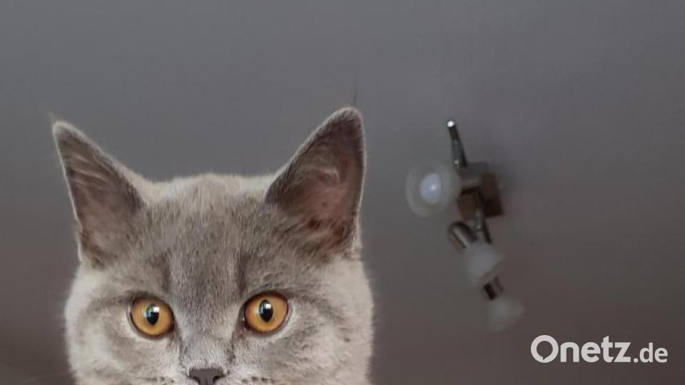Britisch Kurzhaar Kater Obelix ist 5 Monate alt und ein wahnsinniger Kuschelkater Bild: Marion und Thomas Waschka
