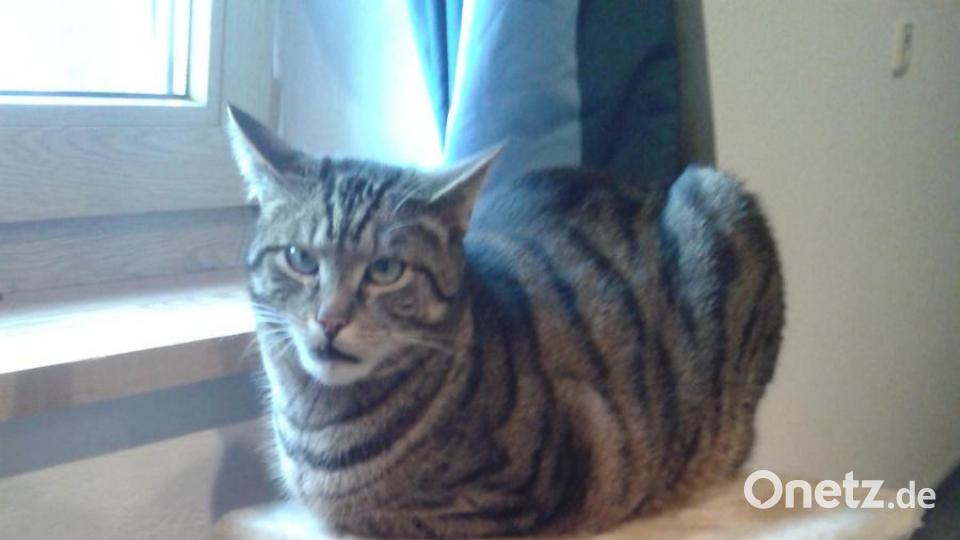 Kater Max erledigt einen Großteil der Hausarbeit - was ihn gelegentlich völlig erschöpft. Bild: Anita Pilhofer