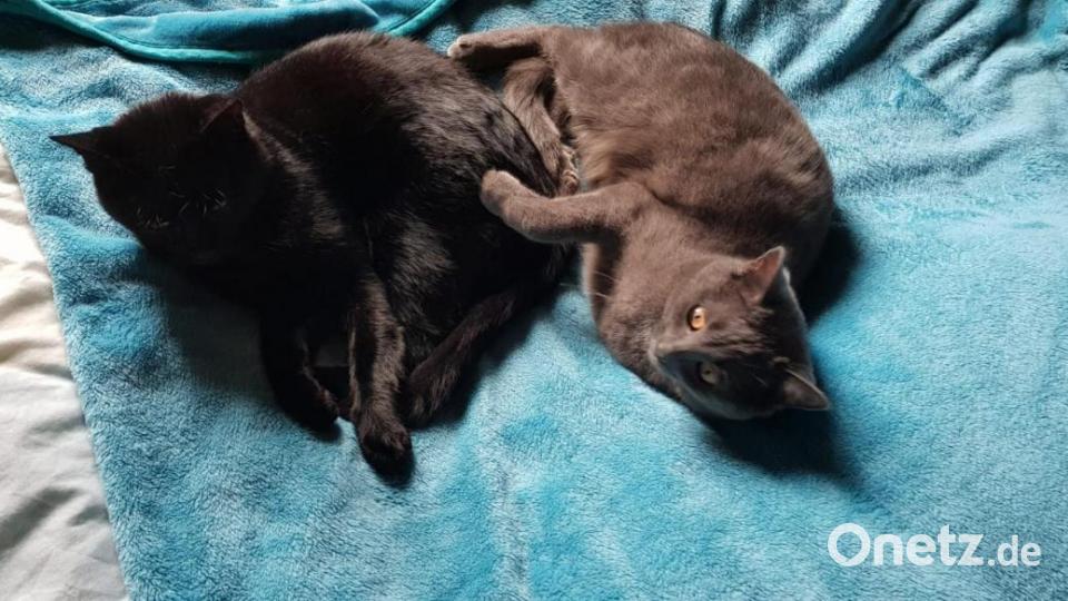 Zu meinen Katzen bin ich gekommen weil sie fast im Tierheim gelandet wären und das wollte ich unbedingt verhindern. Diesen Tag bereue ich nie. Mit meinem Fellknäueln, die ich nie mehr vermissen möchte, ist jeder Tag ein neues Erlebnis Bild: Donminik Pentner