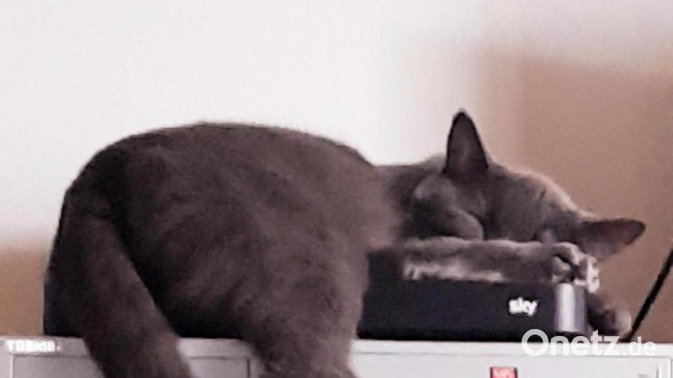 Zu meinen Katzen bin ich gekommen weil sie fast im Tierheim gelandet wären und das wollte ich unbedingt verhindern. Diesen Tag bereue ich nie. Mit meinem Fellknäueln, die ich nie mehr vermissen möchte, ist jeder Tag ein neues Erlebnis Bild: Donminik Pentner