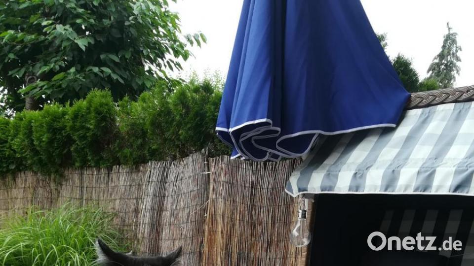 Mickie ist der schwarz-weiße Kater und Lilly die Tiger-Dame mit den weißen Pfötchen. Beide sind ganz liebe Fellnasen. Sie sind 2 Jahre alt und kommen aus dem Tierheim Schwandorf. Ein echter Glücksgriff. Wir sind sehr froh, sie zu haben, obwohl sie uns ganz schön auf Trab halten. Bild: Gaby Welzl
