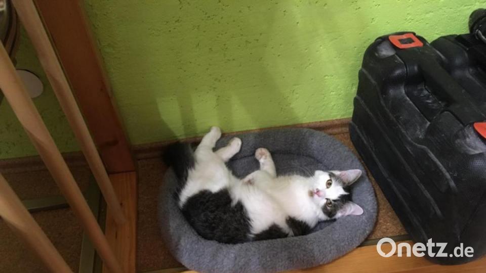 Katze Elli aus Vohenstrauß Bild: Evi Vater