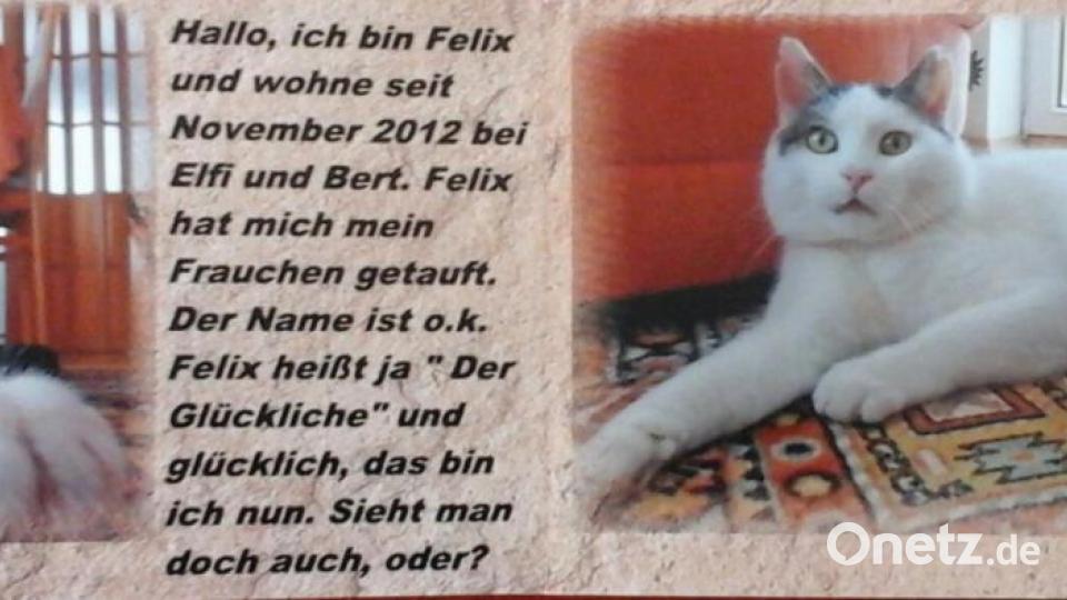 Mein Name ist Kater Felix. Ich bin 2012 vom Straßenkater aufgestiegen zum Chef des Hauses. Bild: Elfi Plötz