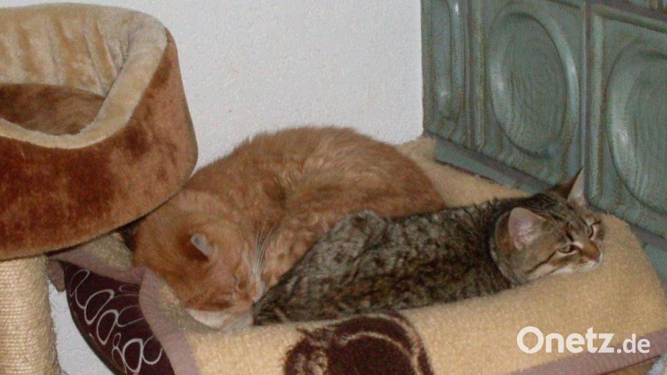 Der 17 Jahre alte Kater Simba trifft eine kleine Streunerkatze. Bild: Heidi Loos