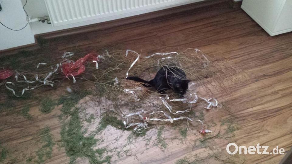 Katze Elli aus Vohenstrauß Bild: Evi Vater