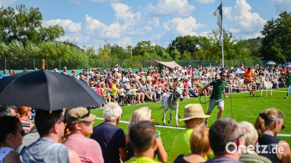 Rund 3000 Besucher haben sich bei strahlendem Sonnenschein das traditionelle Eselrennen beim diesjährigen Hersbrucker Altstadtfest angesehen. Bild: Nicolas Armer/dpa