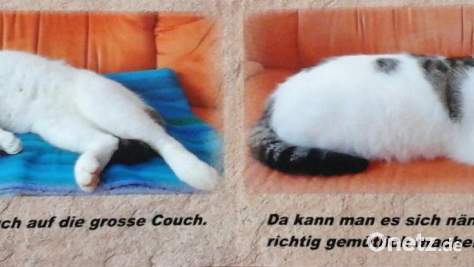 Mein Name ist Kater Felix. Ich bin 2012 vom Straßenkater aufgestiegen zum Chef des Hauses. Bild: Elfi Plötz