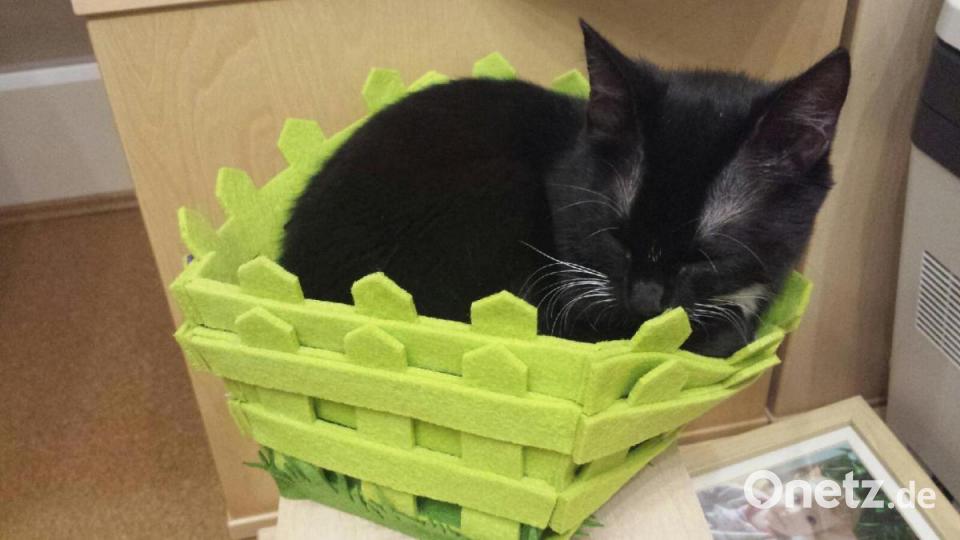Katze Elli aus Vohenstrauß Bild: Evi Vater