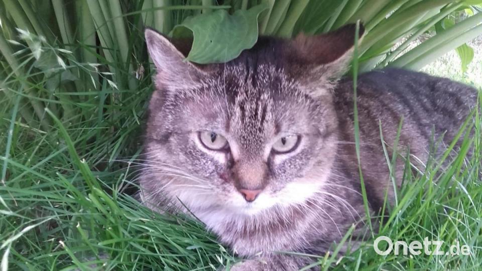 Dia Katze heißt Martina. Sie hat ein M auf ihrer Stirn. Bild: Franziska Babl