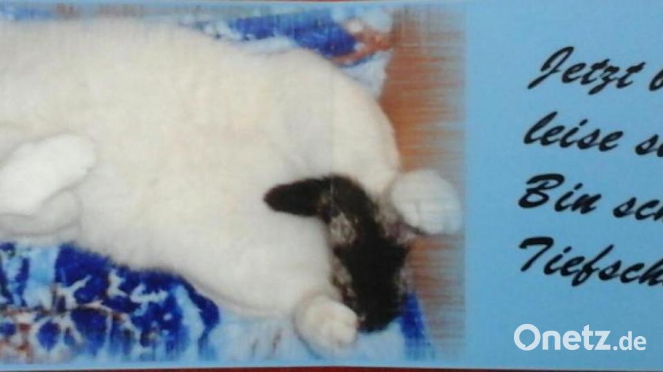 Mein Name ist Kater Felix. Ich bin 2012 vom Straßenkater aufgestiegen zum Chef des Hauses. Bild: Elfi Plötz