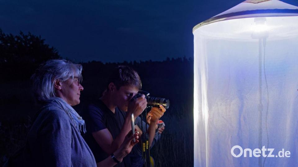 Nur wenige Exemplare fanden den Weg zum Lichtzelt. Bild: tr