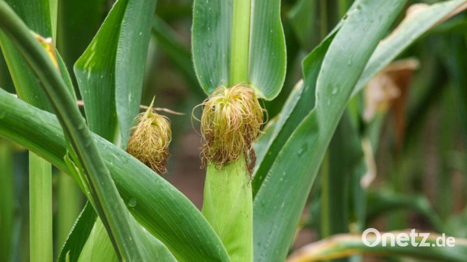 Der Mais nimmt im Landkreis eine starke Position ein, sagt Hollweck. Etwa auf 20 Prozent des Ackerlands steht die Maispflanze. Hauptsächlich wird diese verfüttert und zu Silo-Mais gehäckselt. In der Vegetationsphase, in der sich der Kolben bildet, habe in manchen Gebieten Feuchtigkeit gefehlt. Doch der Kolben braucht dringend Wasser. Im Birgland zum Beispiel wächst der Mais in diesem Jahr gut. Bild: sba