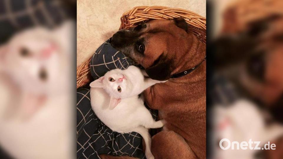 Kater K. geht gerne auf Streifzug durch die Amberger Altstadt. Bild: Fitzgerald