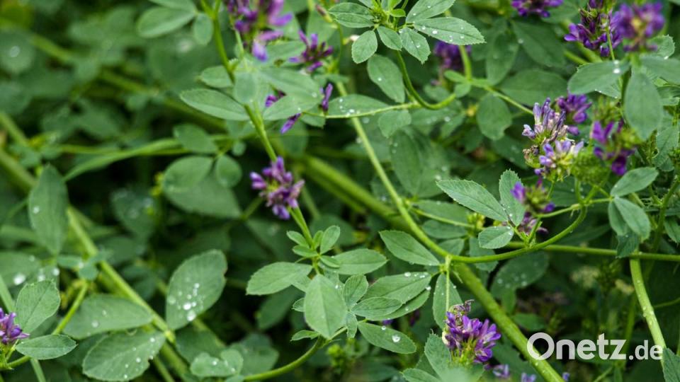 Die Vegetation im Landkreis ist sehr differenziert zu betrachten. Nicht in allen Teilen wächst alles gleich schlecht. Bild: sba