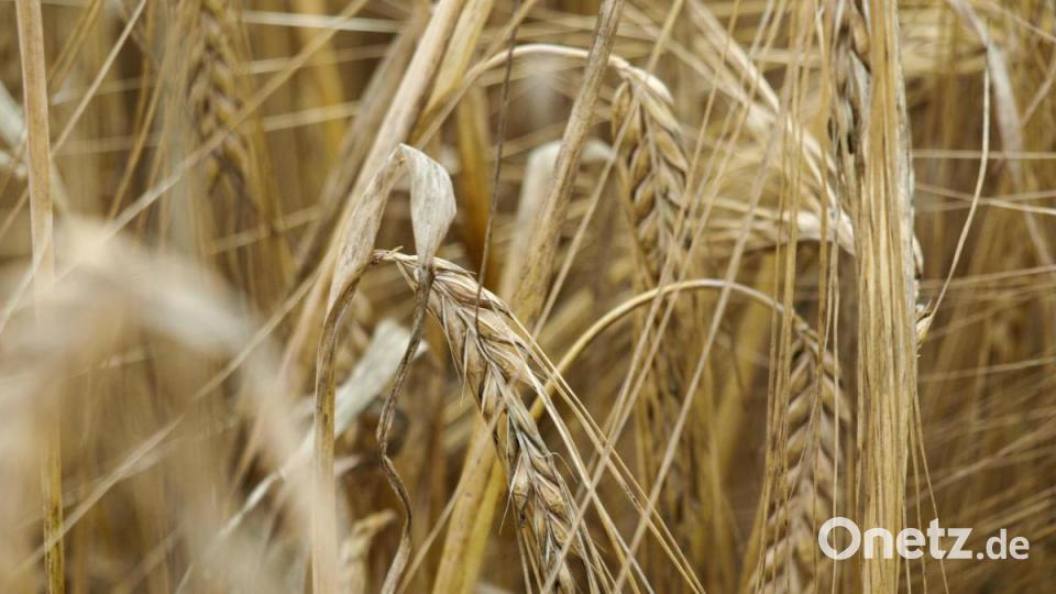 Der Ertrag bei der Wintergerste ist diesen Sommer unterdurchschnittlich. Er liegt bei etwa 6,5 Tonnen pro Hektar (Wintergerste) beziehungsweise 4,5 Tonnen (Sommergerste). Im Frühjahr gab es zu wenig Niederschläge. Der kalte April und Mai beeinflusste die Gerste negativ. Teilweise gab es in diesen Monaten Bodenfrost. Kühl dürfe es schon sein, erklärt Engelbert Hollweck. „Aber eben nicht zu kalt.“ Bild: sba