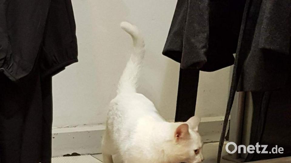 Kater K. geht gerne auf Streifzug durch die Amberger Altstadt. Bild: Fitzgerald
