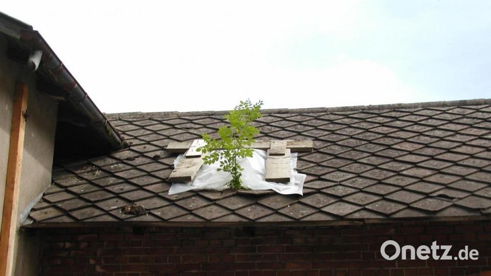 Das Bäumchen auf dem Dach des Schlachthauses symbolisiert den Baufortschritt: Es wächst und gedeiht! Bild: ld