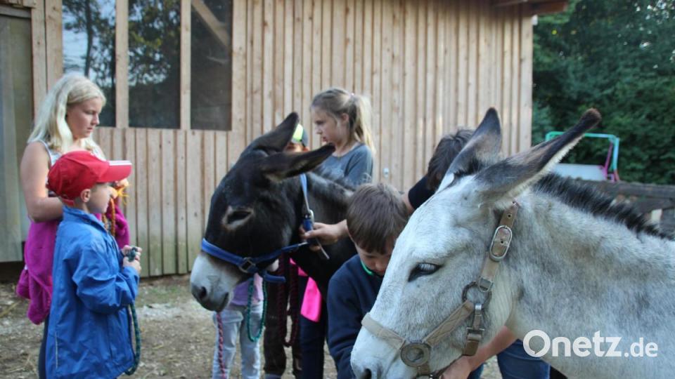 Die Kinder hatten keine Berührungsängste in Nähe der Esel. Bild: kmo