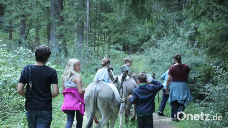 Bei der Eselwanderung ging es auch durch den Wald. Bild: kmo