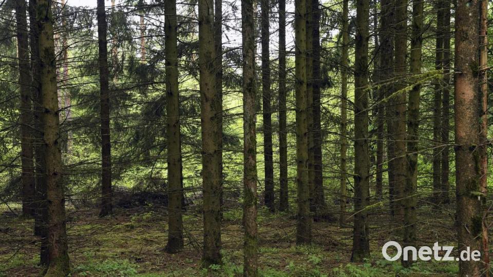 Bild: Hartl
Waldrundgang mit Anna Finger, bei der sie ihre besondere Philosophie der Aufforstung und den Umgang mit den Wald erläutert, Bild: Petra Hartl
